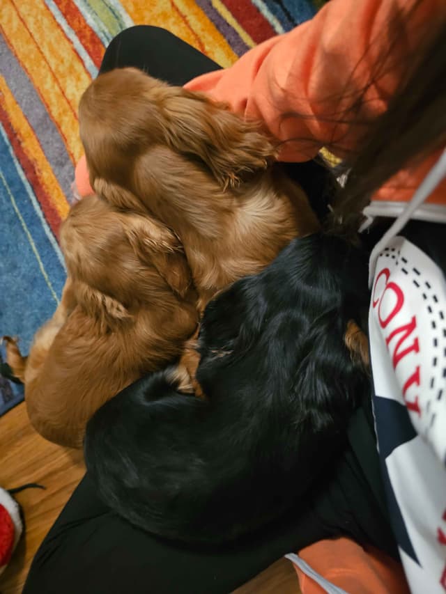 Cavalier Puppies Ready to Rock n Roll media 10