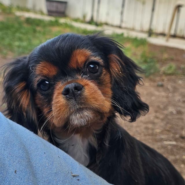 Cavalier Puppies Ready to Rock n Roll media 11