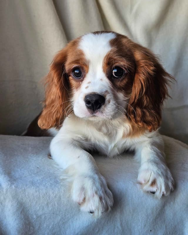 Cavalier Puppies Ready to Rock n Roll media 14