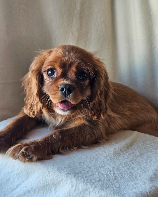 Cavalier Puppies Ready to Rock n Roll media 15