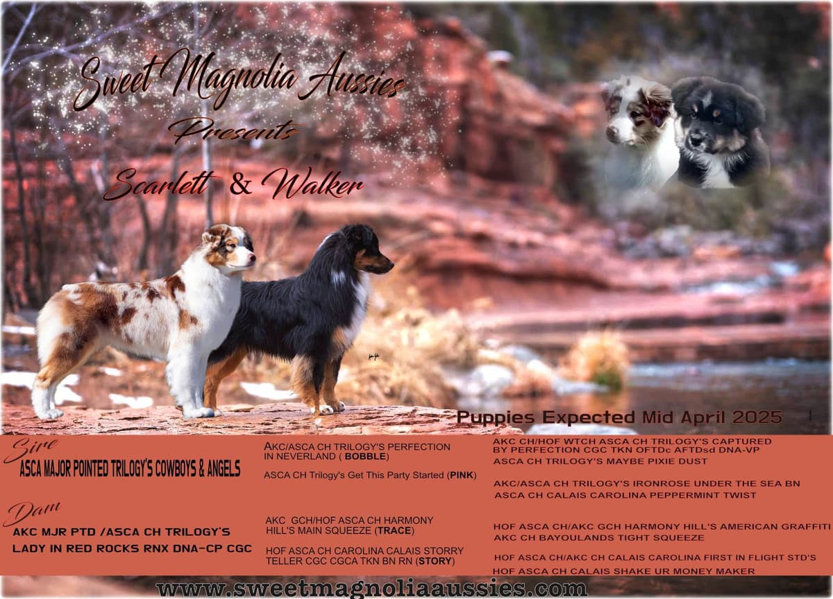 Australian Shepherd Puppies breeder image 2