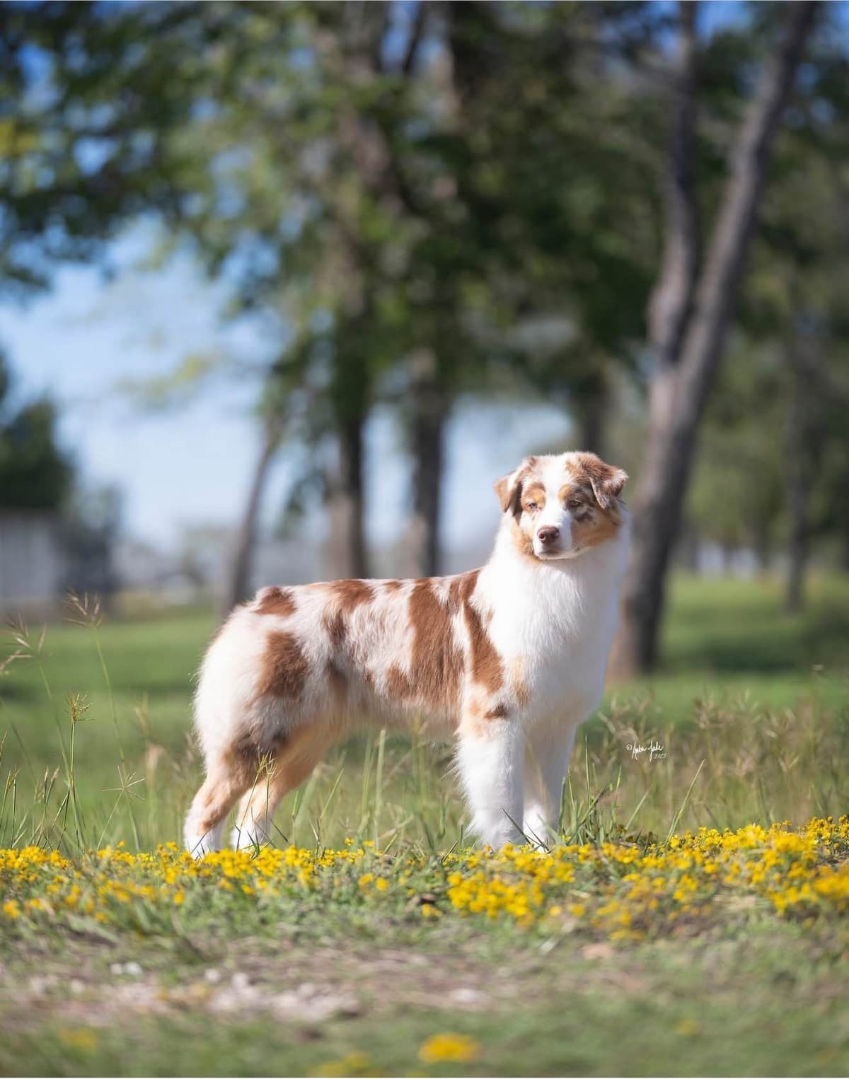 Australian Shepherd Puppies breeder image 4