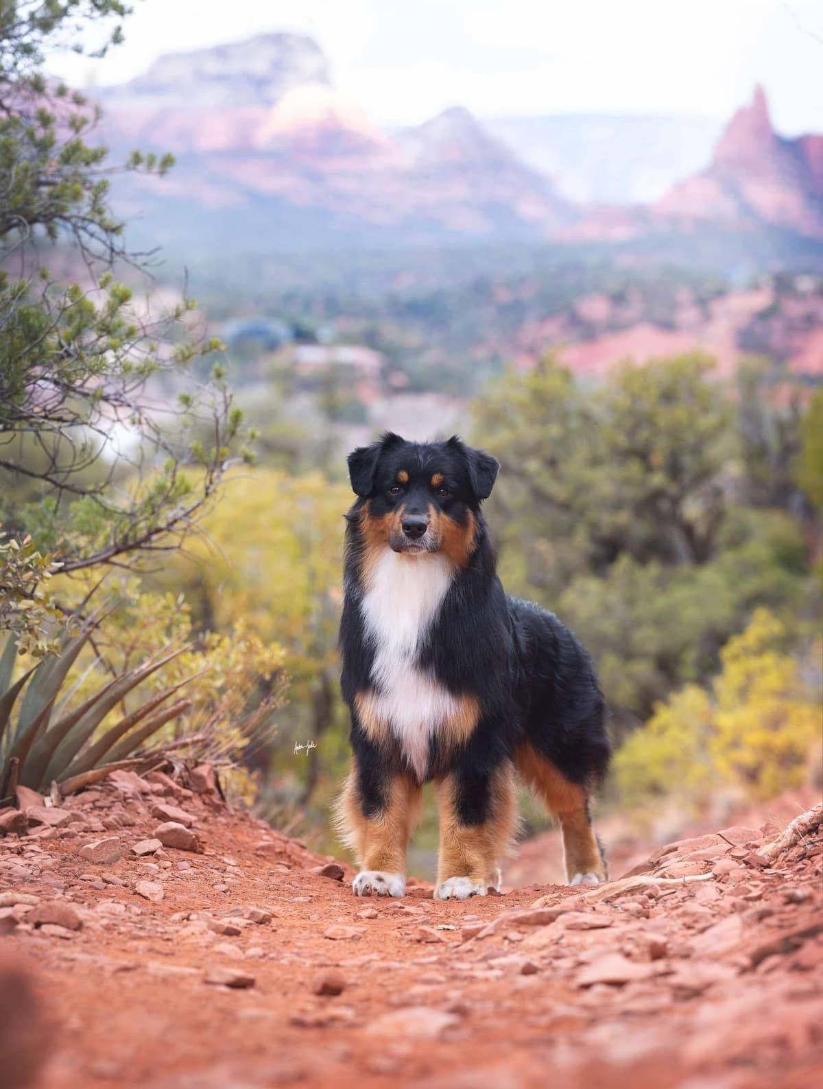 Australian Shepherd Puppies breeder image 5