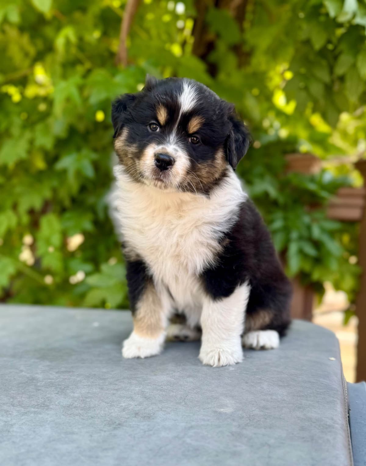 Australian Shepherd Puppies breeder image 7