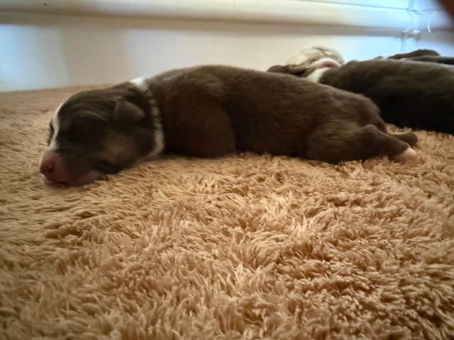 Australian Shepherd Puppies media 2