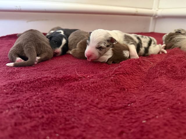 Australian Shepherd Puppies media 3