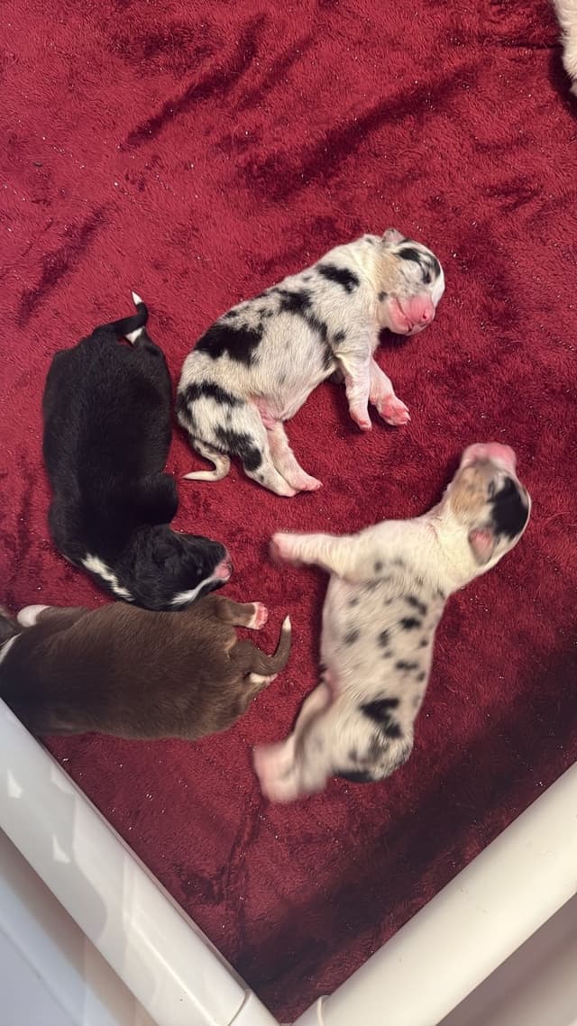 Australian Shepherd Puppies media 4