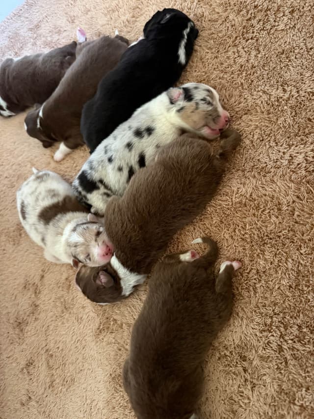Australian Shepherd Puppies media 6