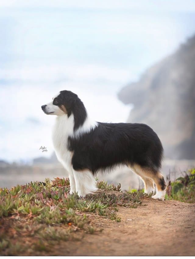 Australian Shepherd Puppies media 7