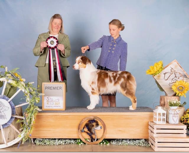 Australian Shepherd Puppies media 8