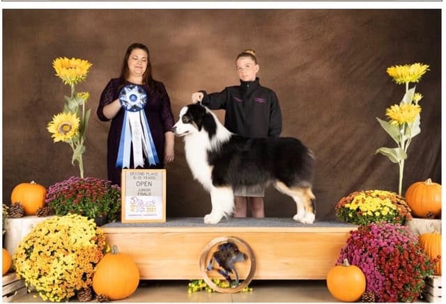 Australian Shepherd Puppies media 9