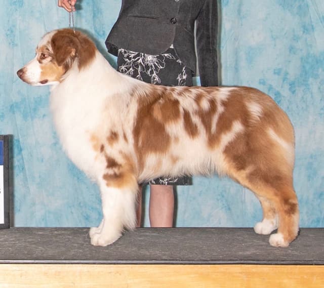 Australian Shepherd Puppies media 10