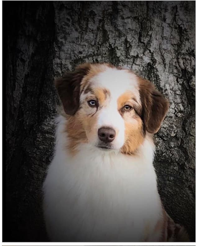 Australian Shepherd Puppies media 11