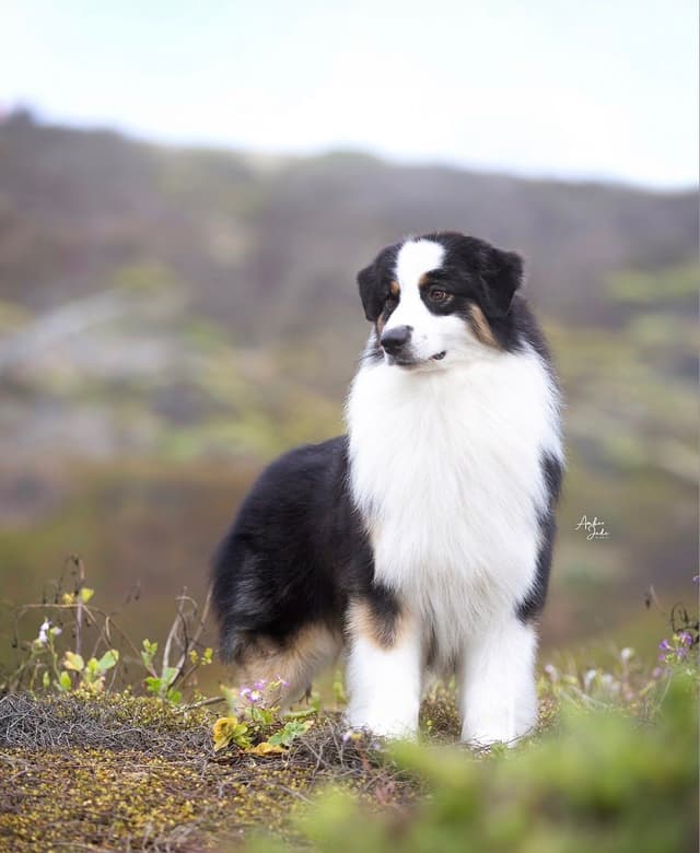 Australian Shepherd Puppies media 12