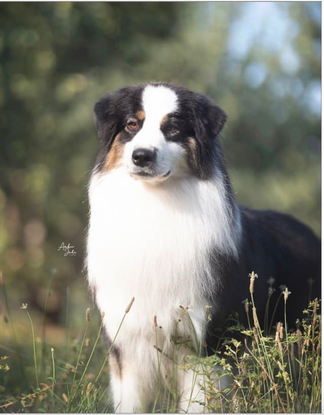 Australian Shepherd Puppies media 13