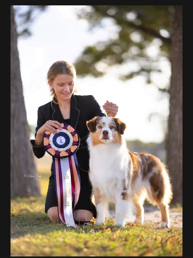 Australian Shepherd Puppies media 14