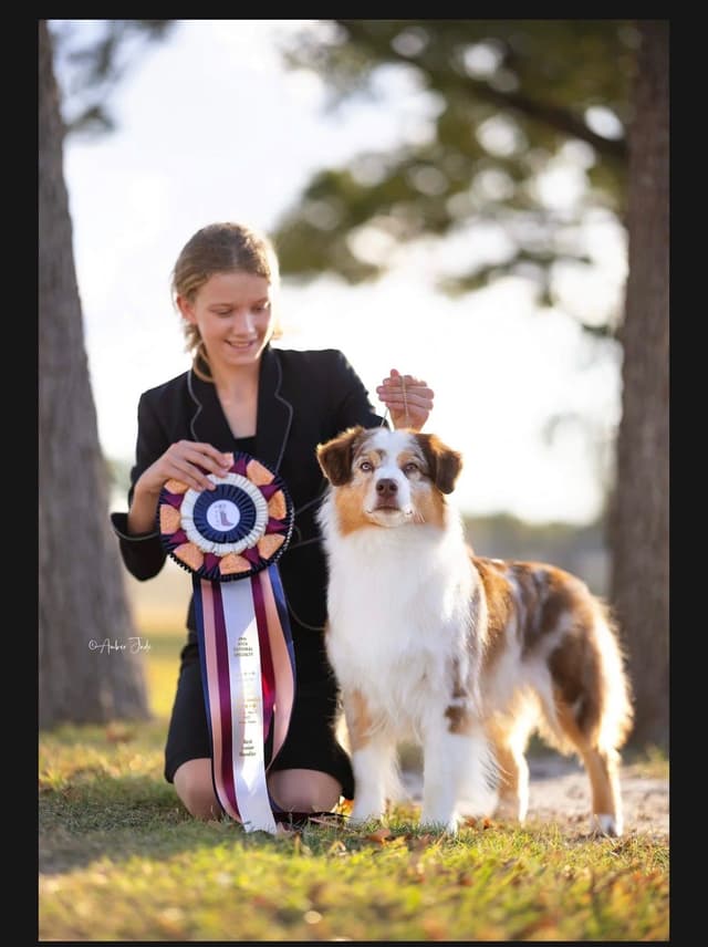 Australian Shepherd Puppies media 15