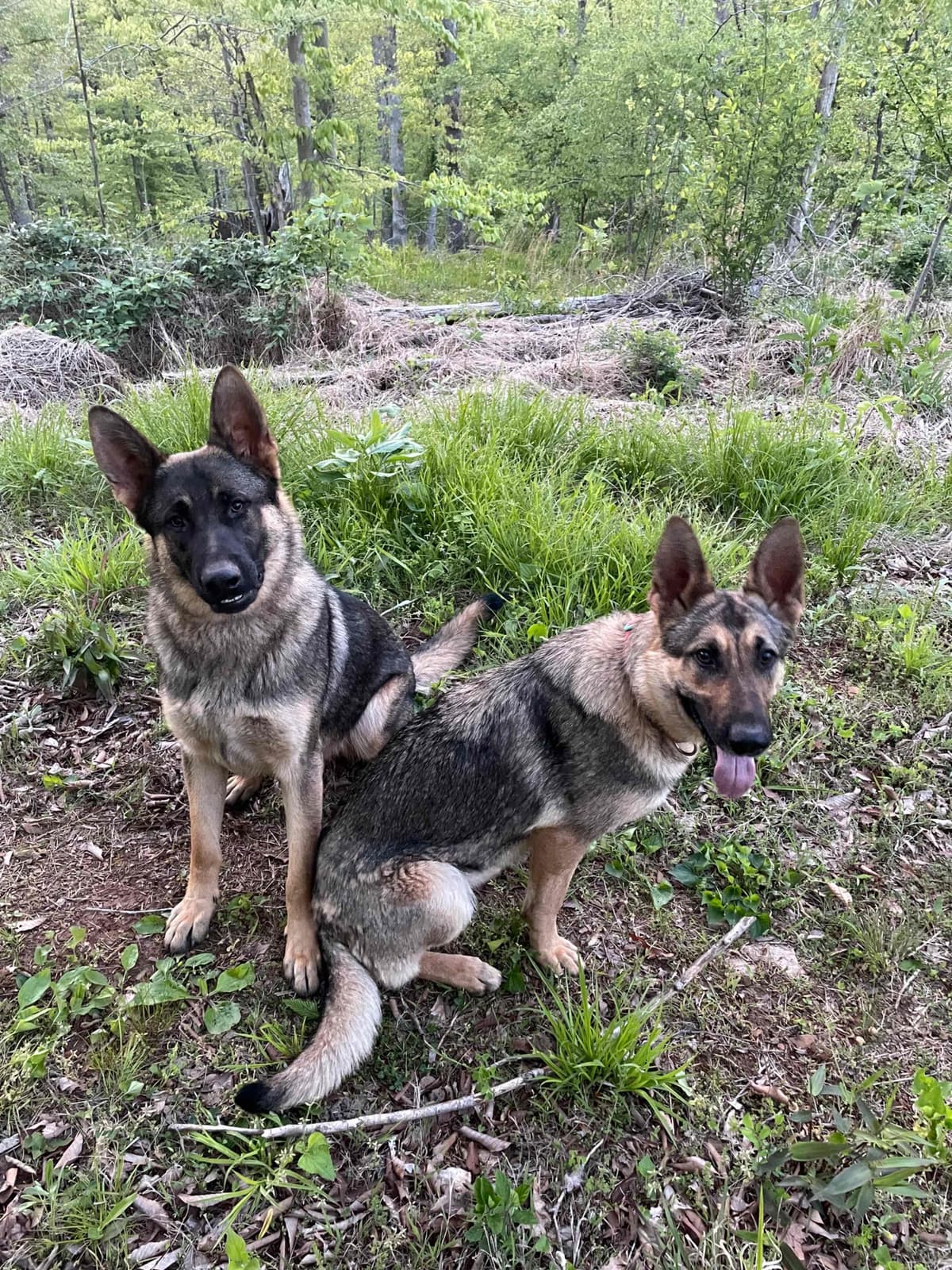 German Shepherd Dog Puppies breeder image 1