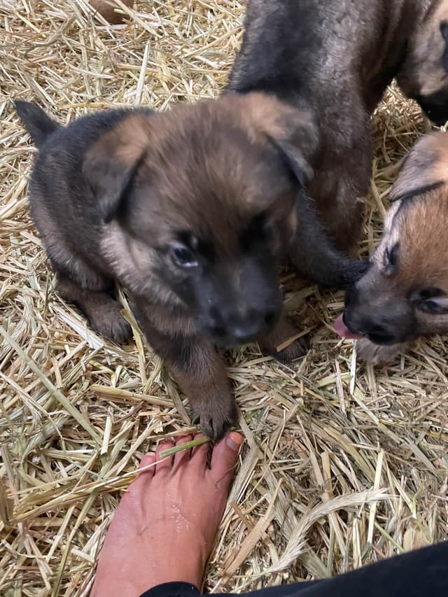 German Shepherd Dog Puppies media 2