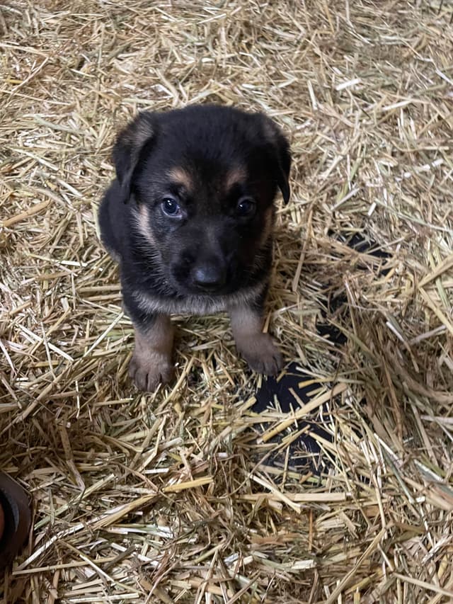 German Shepherd Dog Puppies media 3