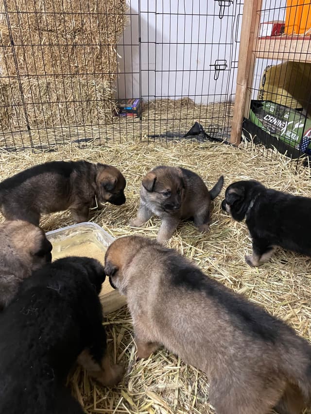 German Shepherd Dog Puppies media 4