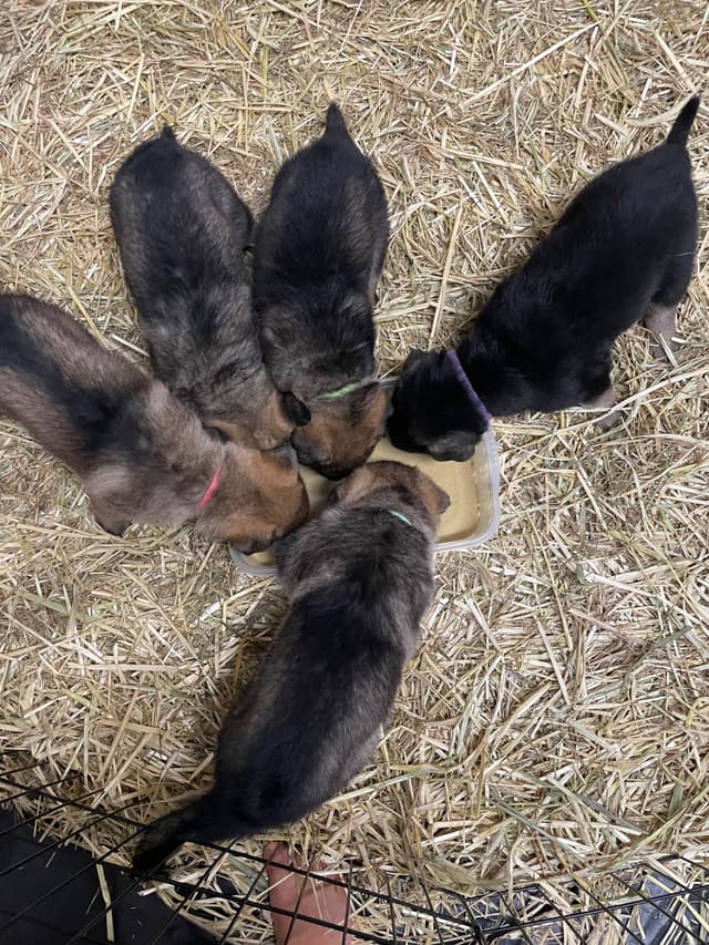 German Shepherd Dog Puppies media 5