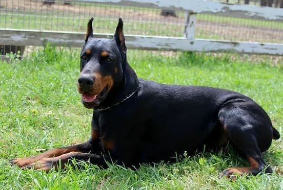 Doberman Pinscher Puppies breeder image 2