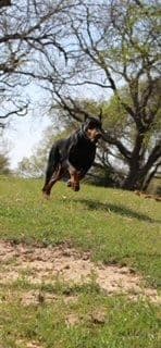 Doberman Pinscher Puppies breeder image 3