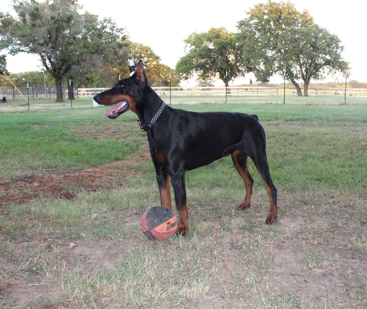 Doberman Pinscher Puppies breeder image 4