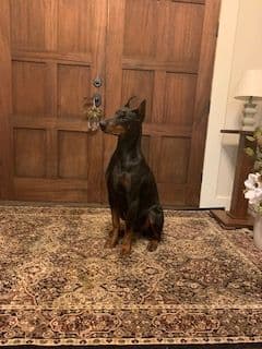Doberman Pinscher Puppies breeder image 5