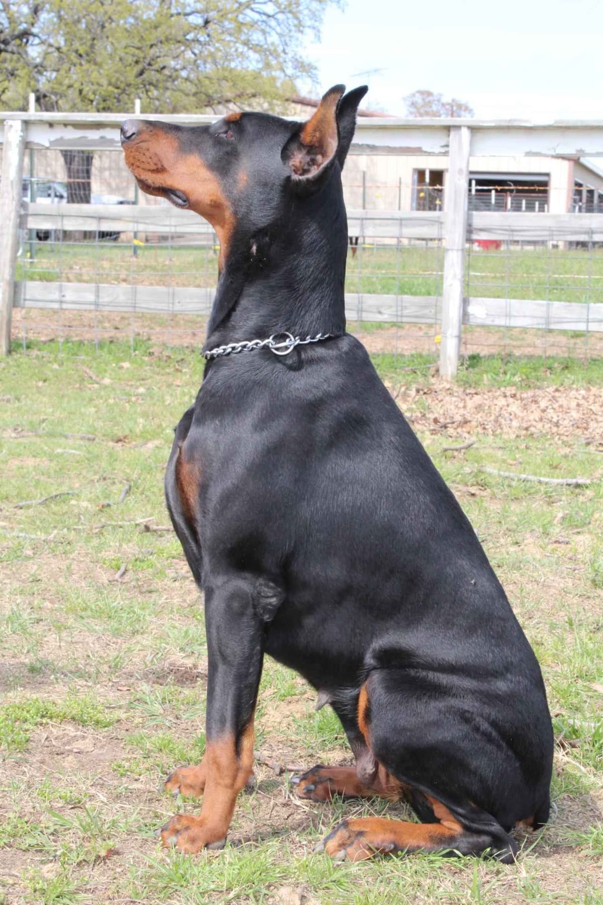 Doberman Pinscher Puppies breeder image 6