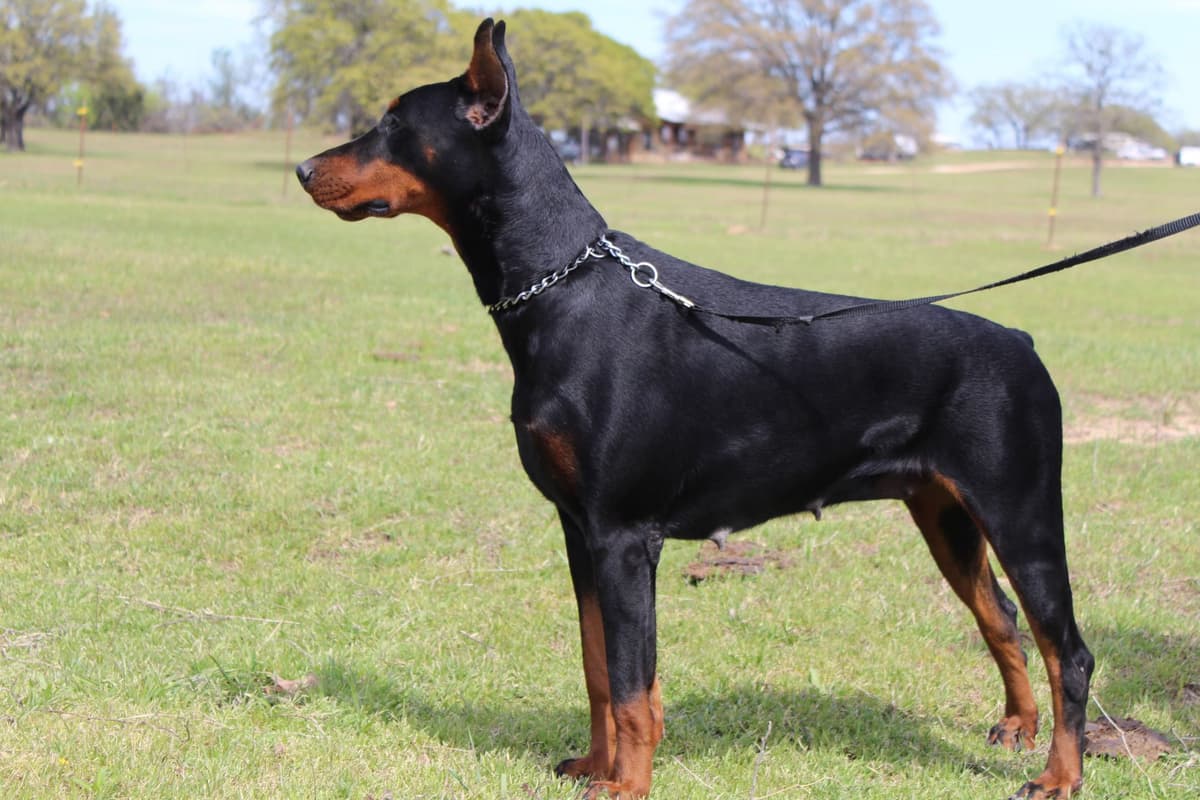 Doberman Pinscher Puppies breeder image 7