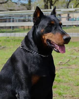 Doberman Pinscher Puppies breeder image 8