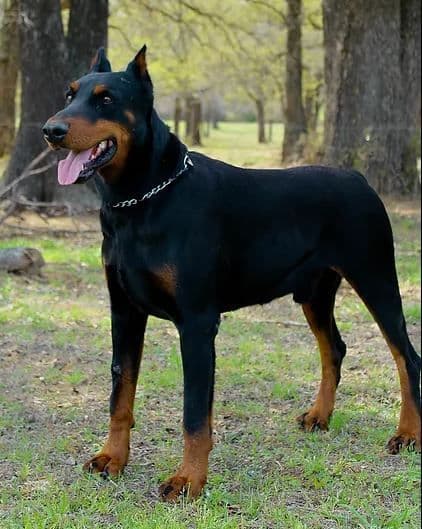 Doberman Pinscher Puppies breeder image 9