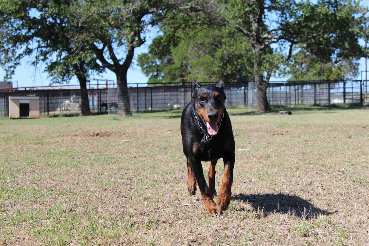 Doberman Pinscher Puppies breeder image 10