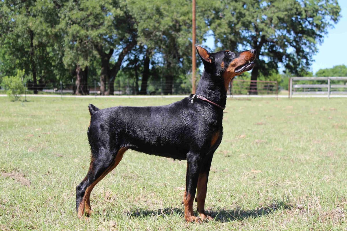 Doberman Pinscher Puppies breeder image 11