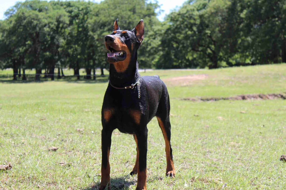 Doberman Pinscher Puppies breeder image 12