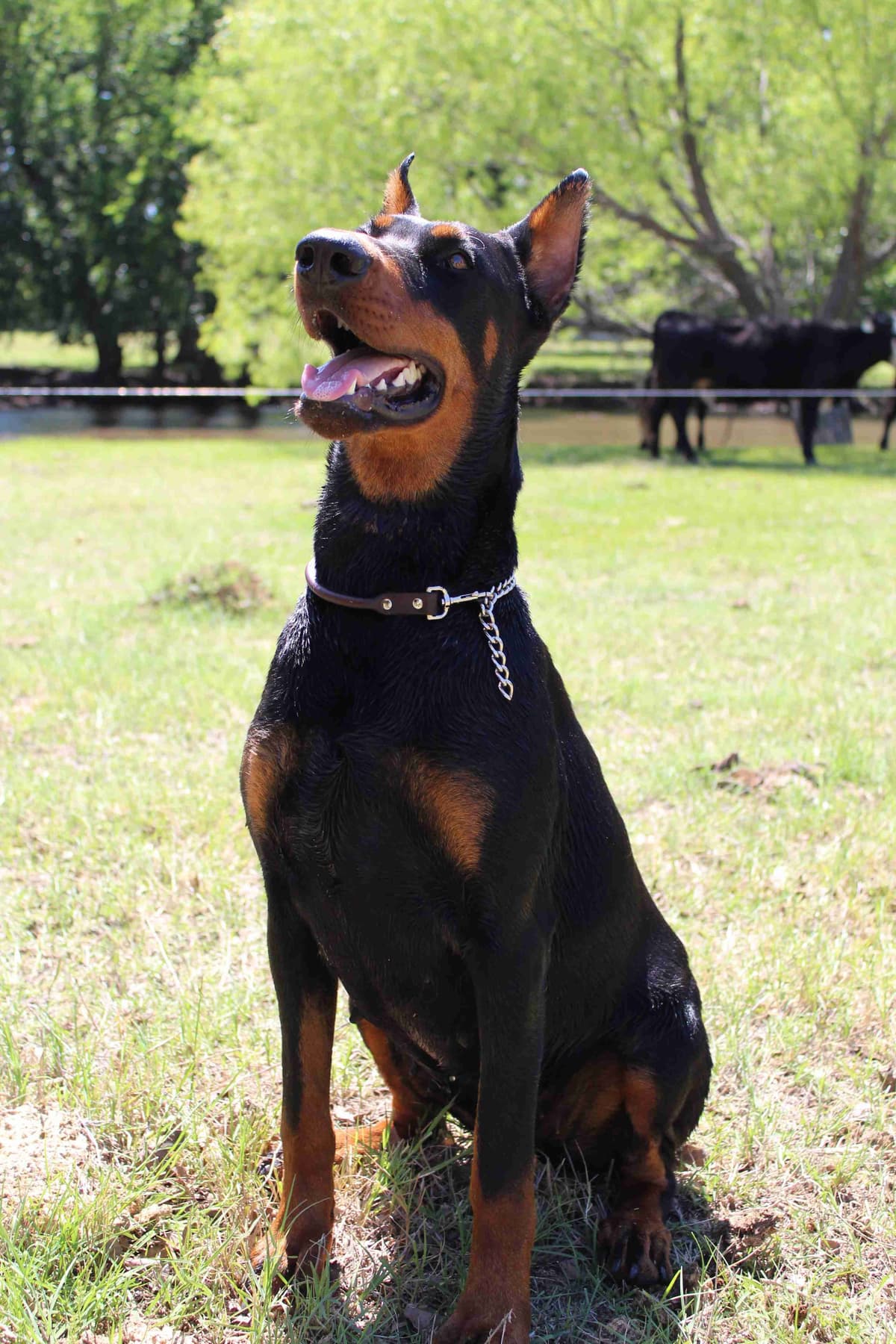 Doberman Pinscher Puppies breeder image 13