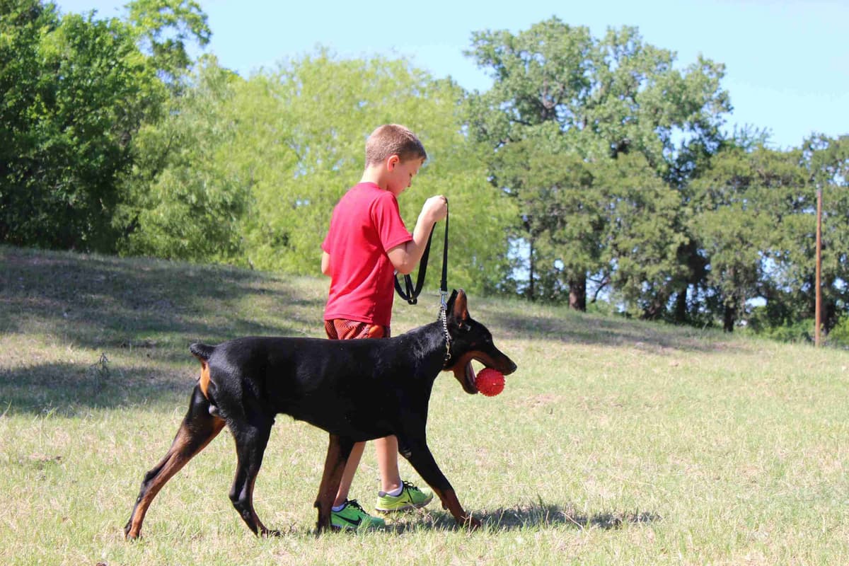 Doberman Pinscher Puppies breeder image 15