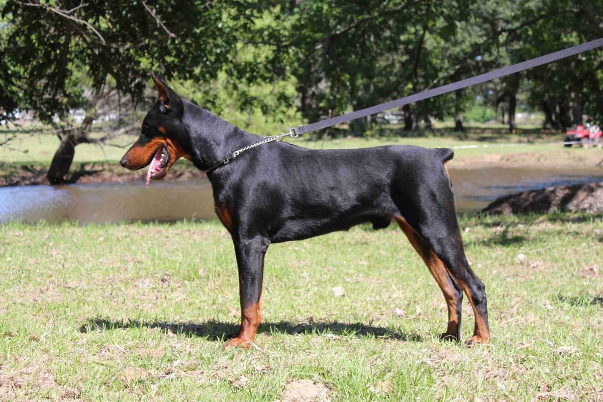 Doberman Pinscher Puppies breeder image 14