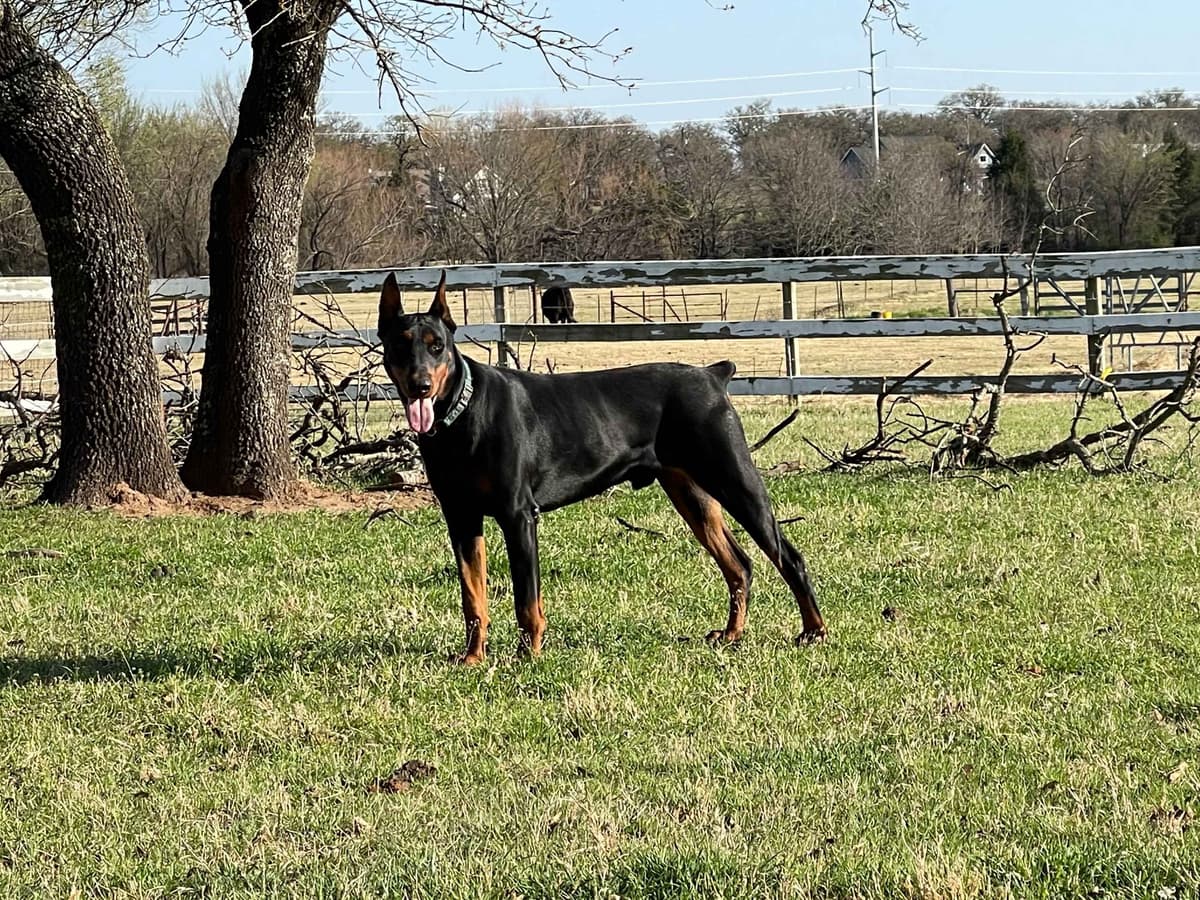 Doberman Pinscher Puppies breeder image 16