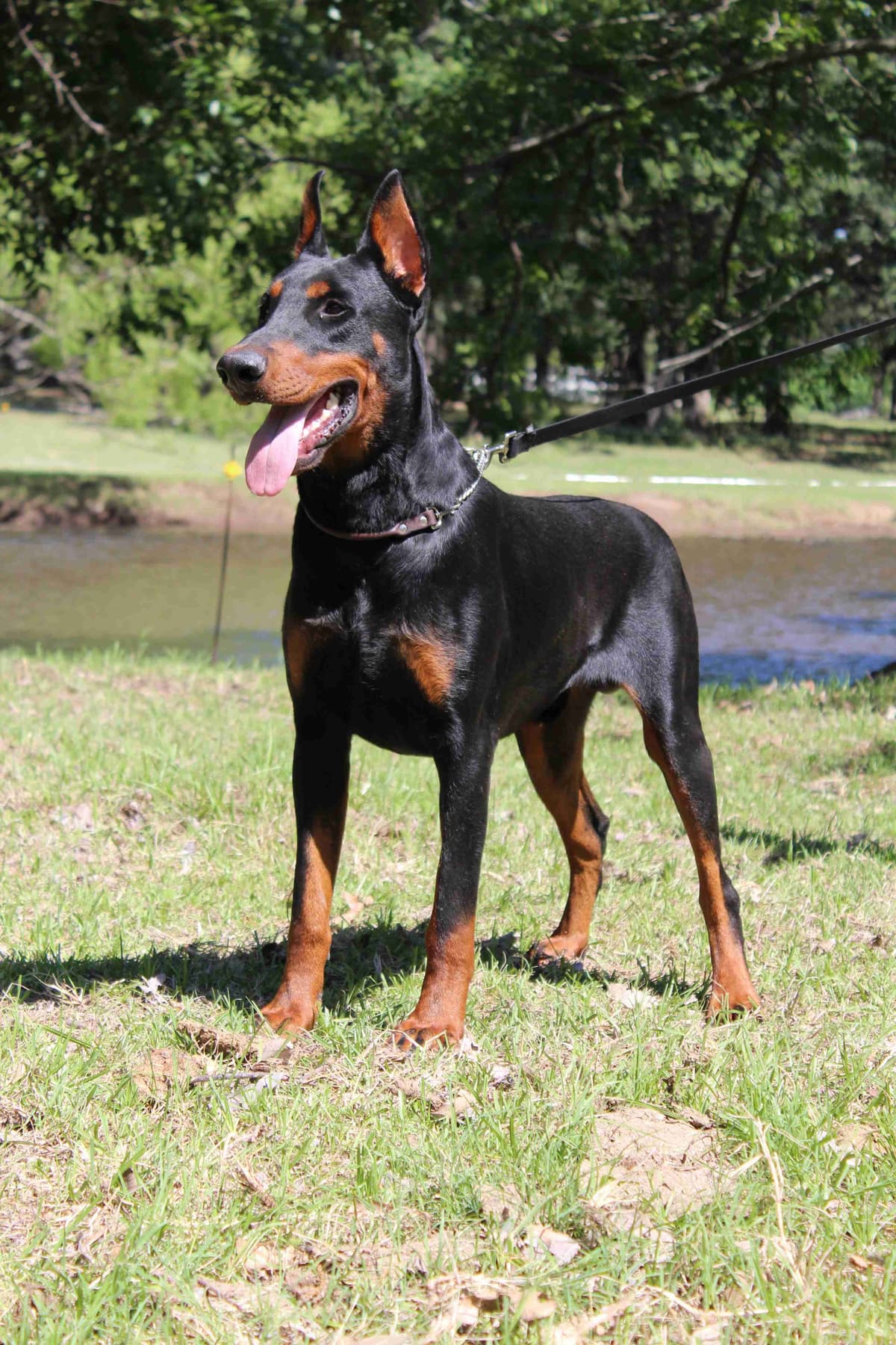 Doberman Pinscher Puppies breeder image 17