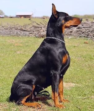 Doberman Pinscher Puppies breeder image 20