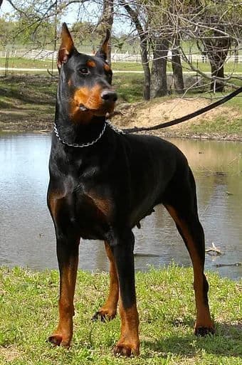 Doberman Pinscher Puppies breeder image 18