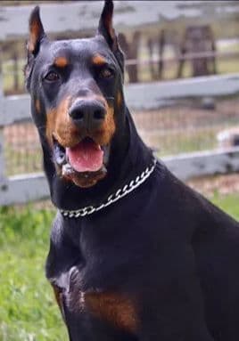 Doberman Pinscher Puppies breeder image 19