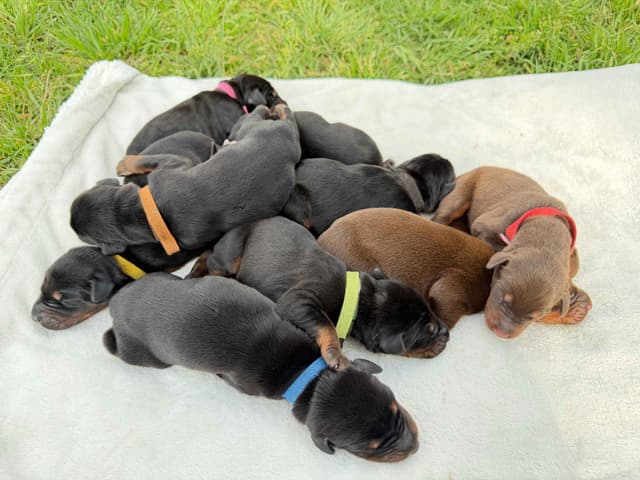 Doberman Pinscher Puppies media 2