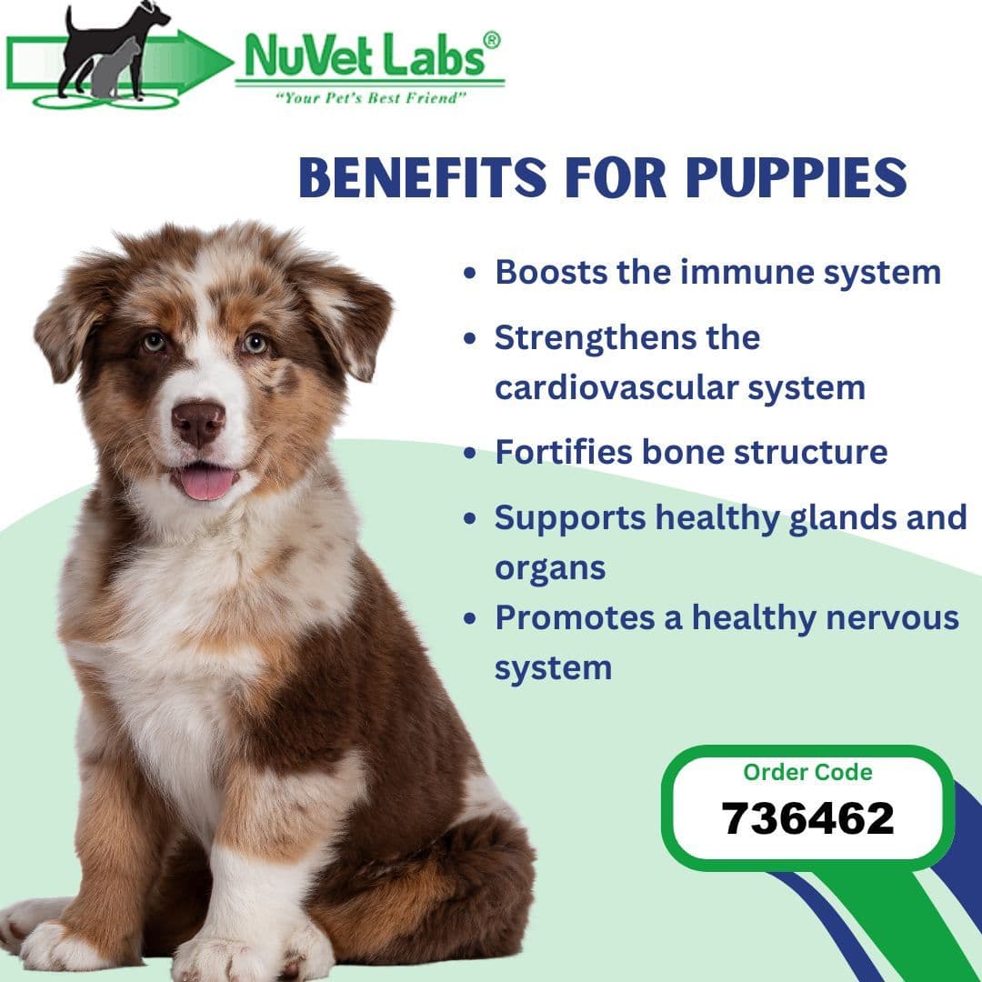 European Boxer Puppies breeder image 5