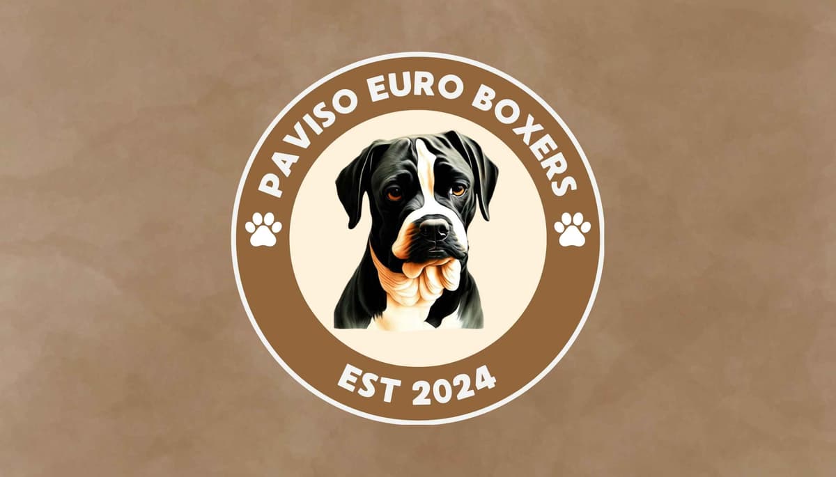 European Boxer Puppies breeder image 7