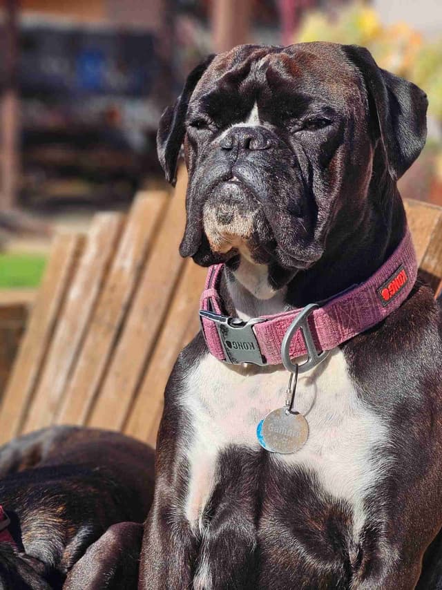 European Boxer Puppies media 2