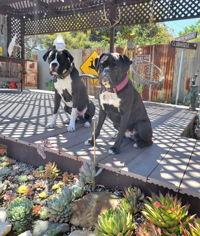 European Boxer Puppies media 3